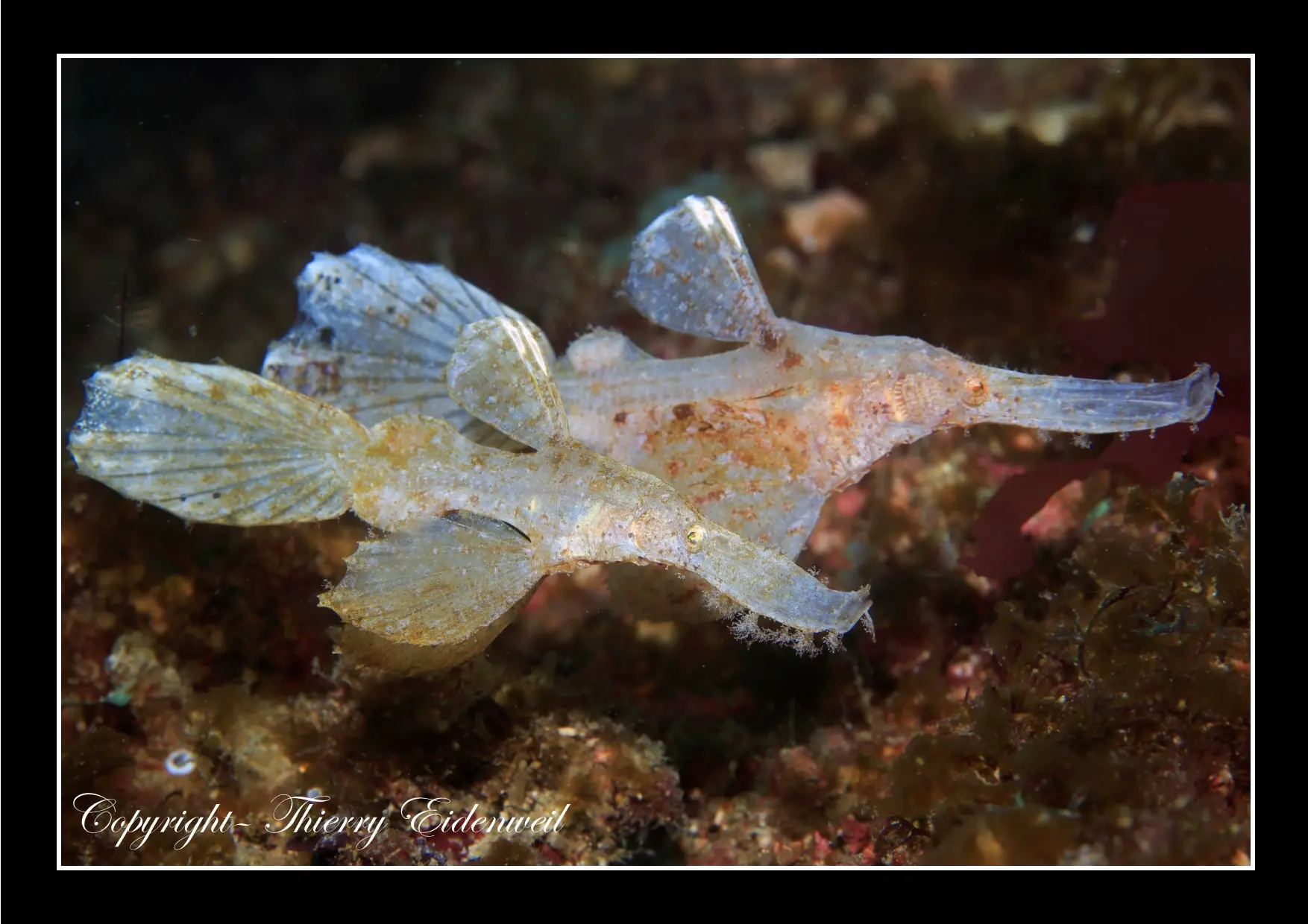 Anilao Macro Dive Media Highlight